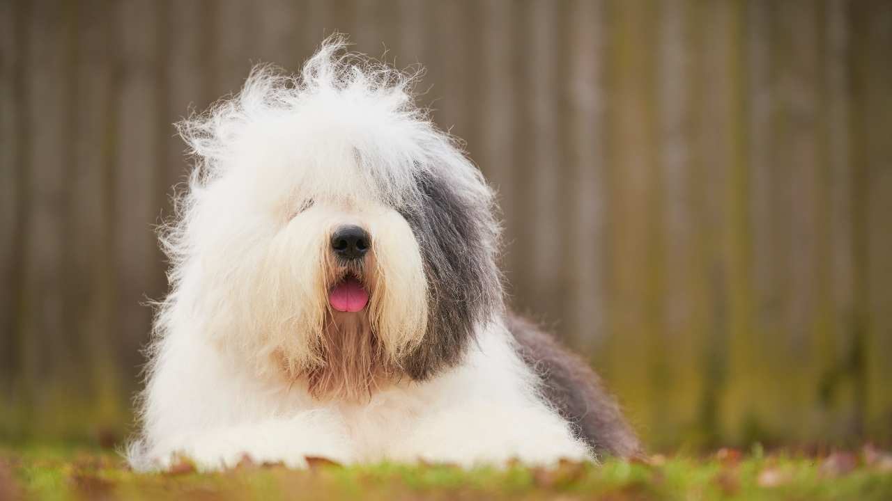 Old English Sheepdog