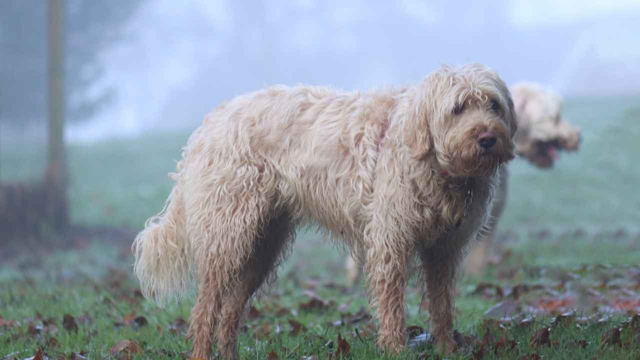 Otterhound