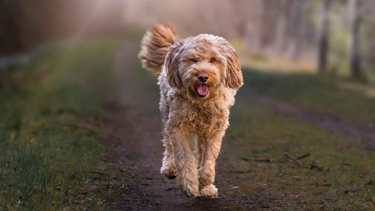 Otterhound