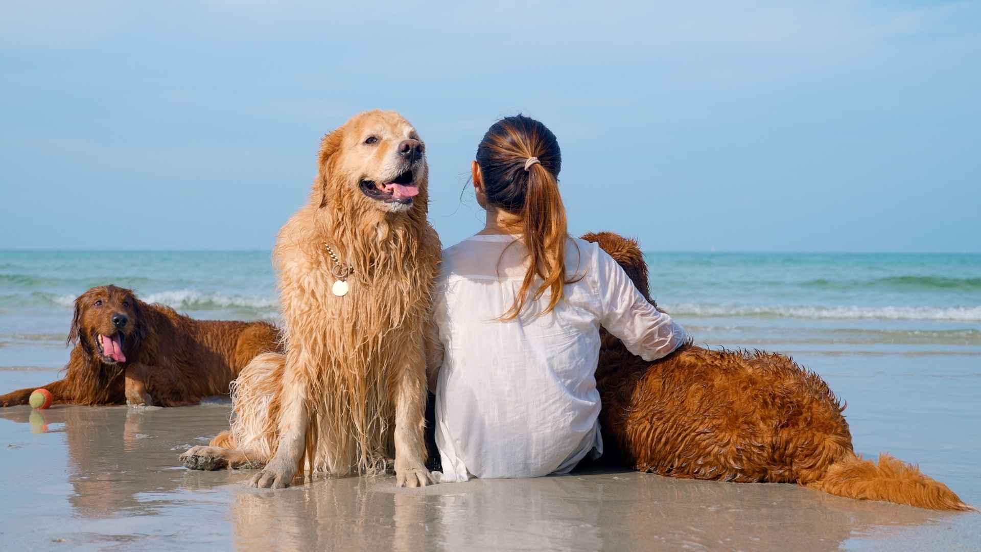 Outdoor Friendly Large Dog