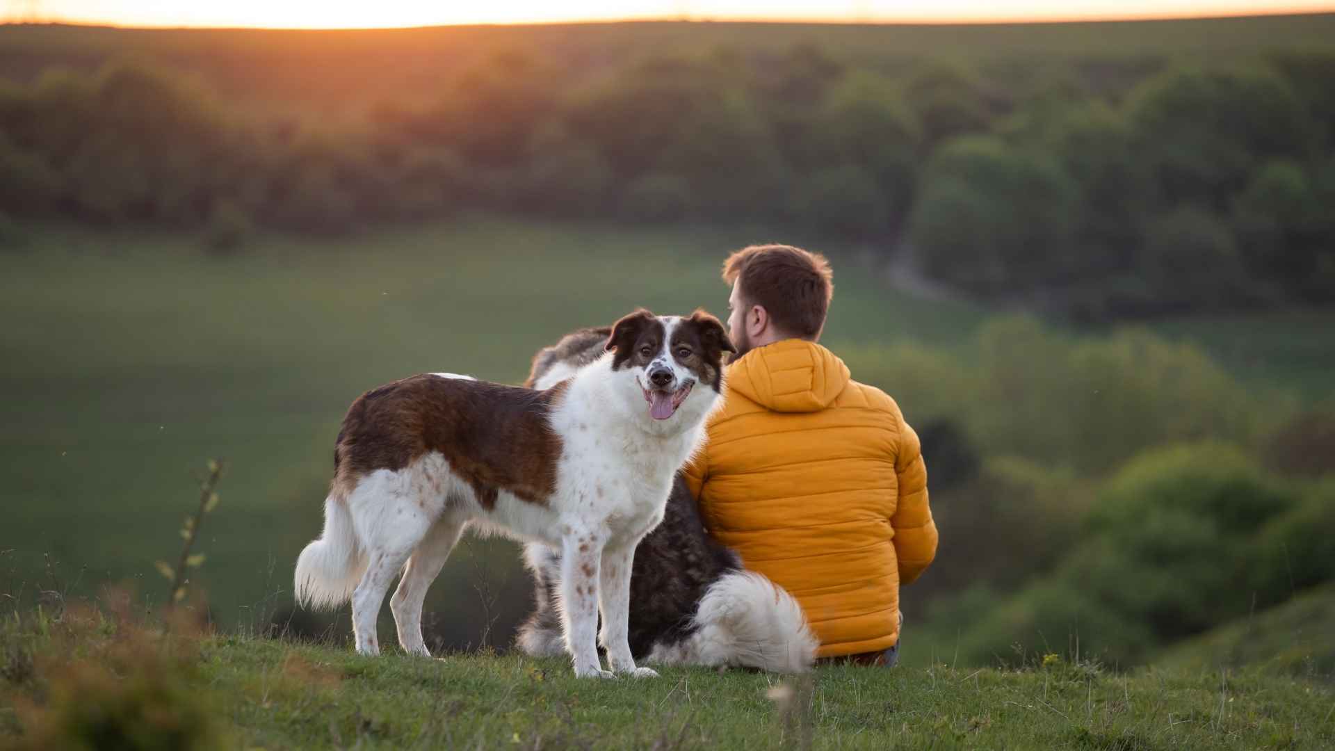 Outdoor Friendly Medium Dog