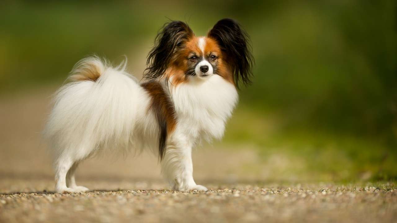 Papillon