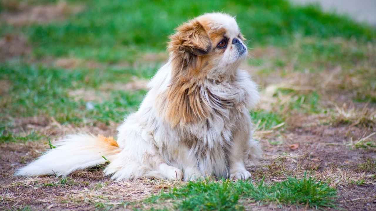 Pekingese