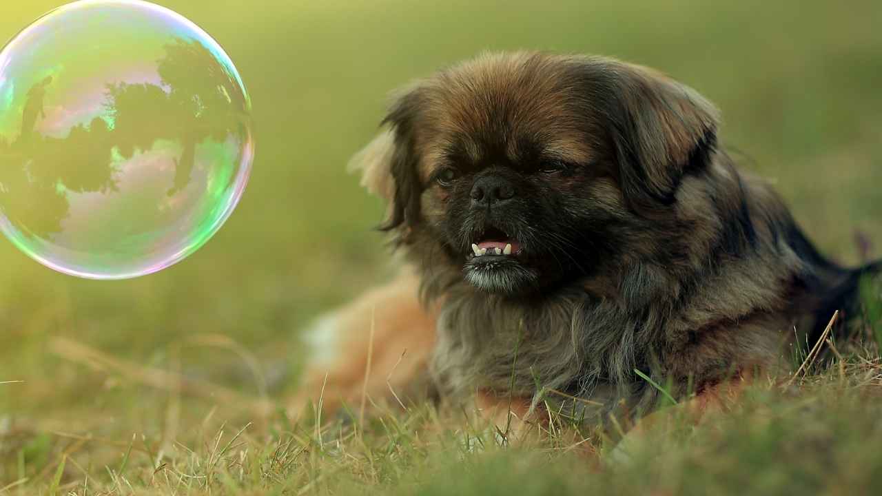 Pekingese