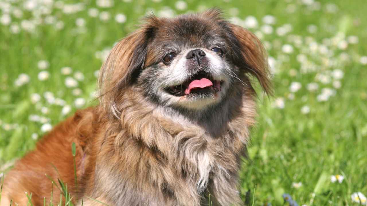 Pekingese