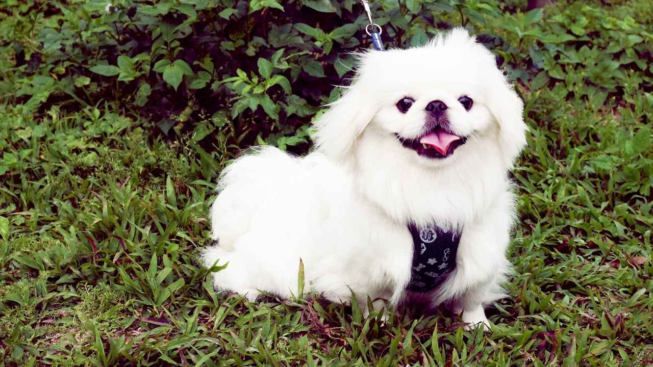 Pekingese