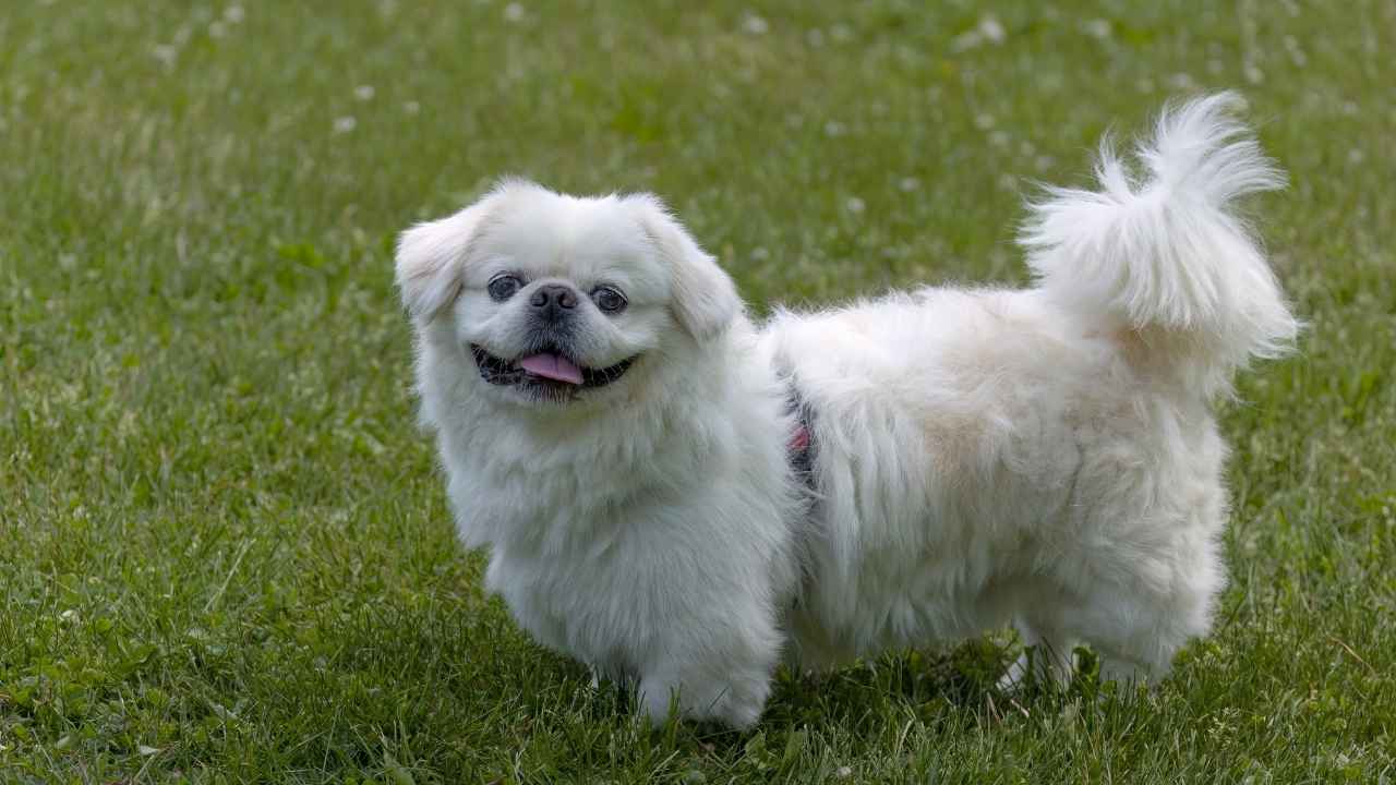 Pekingese