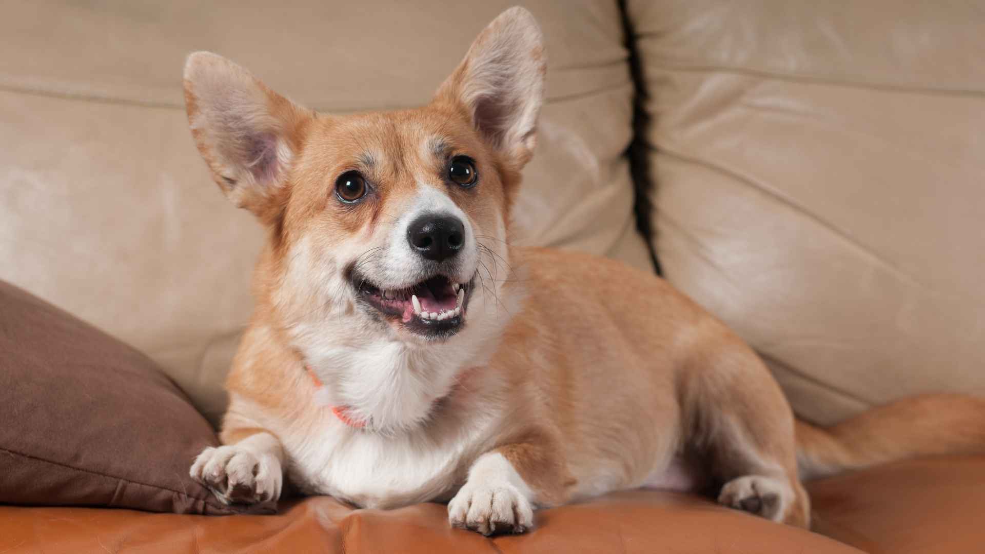 Pembroke Welsh Corgi