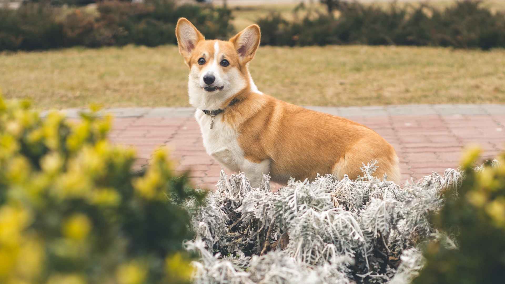 Pembroke Welsh Corgi