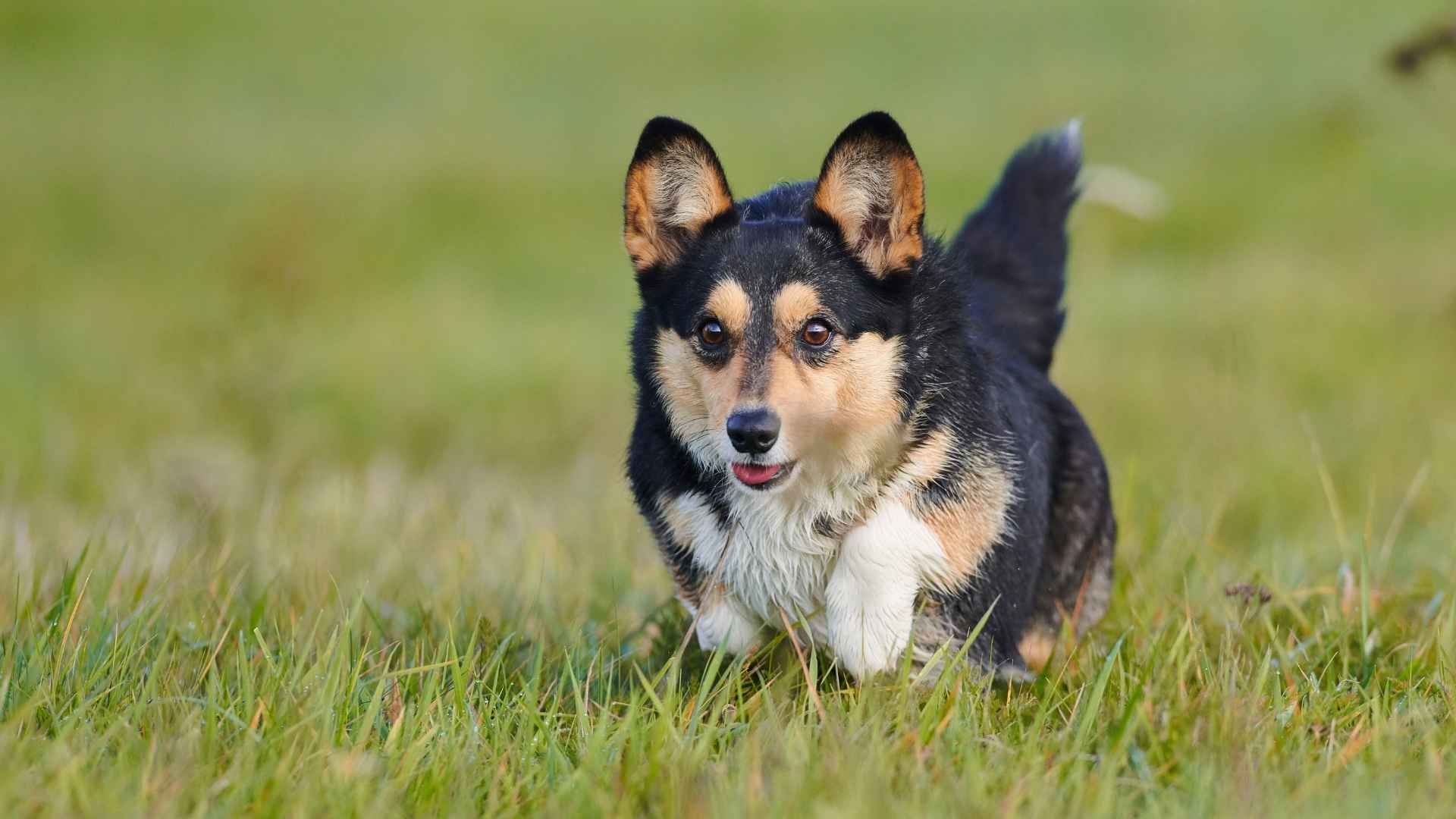 Pembroke Welsh Corgi