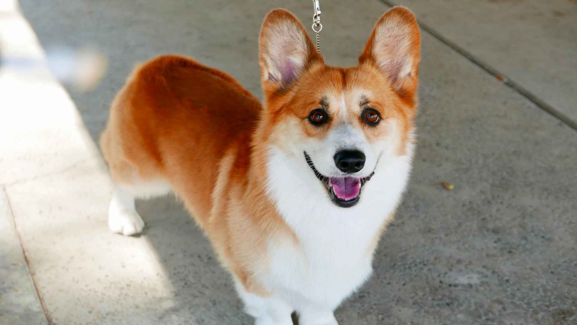 Pembroke Welsh Corgi