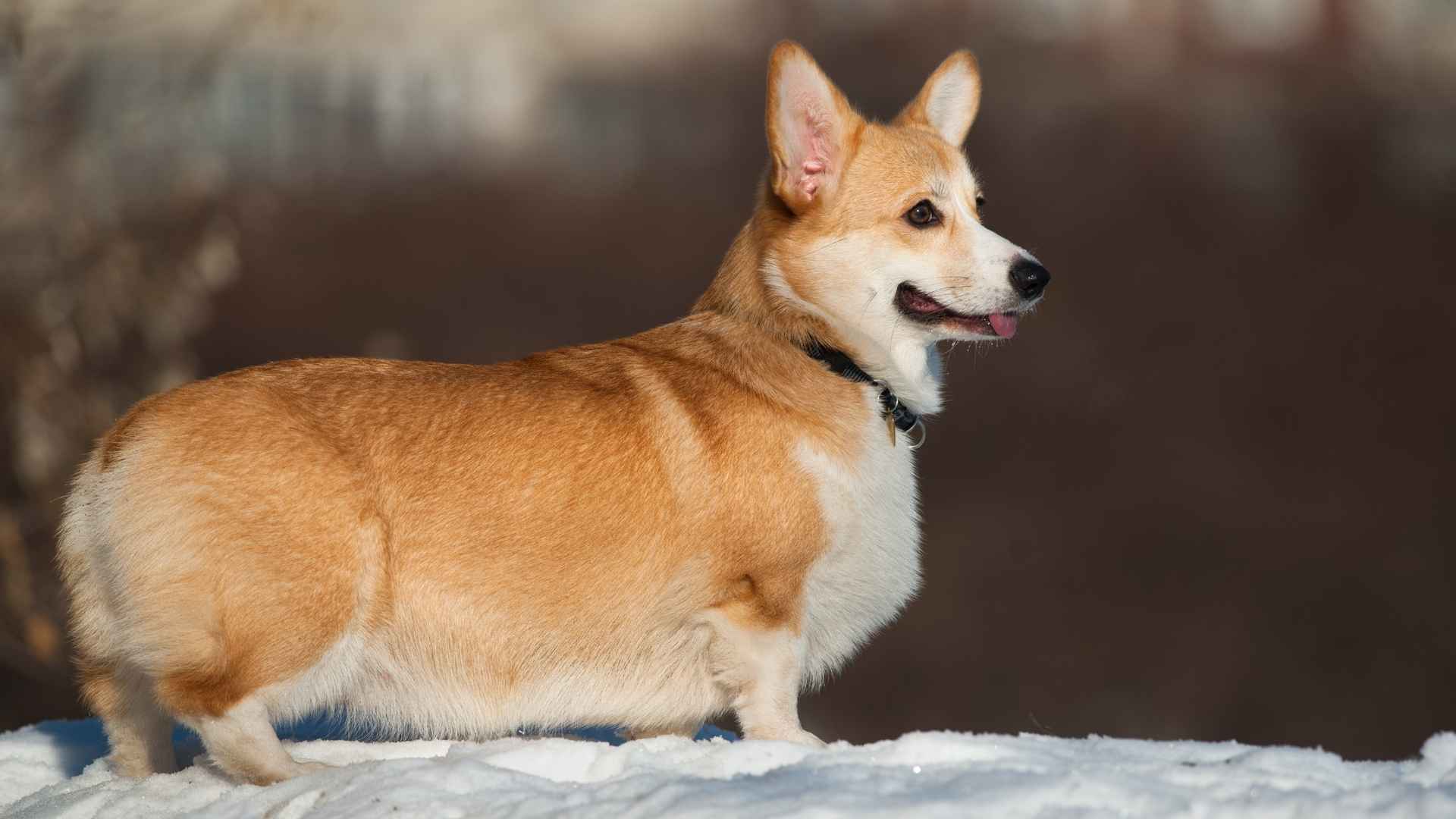 Pembroke Welsh Corgi