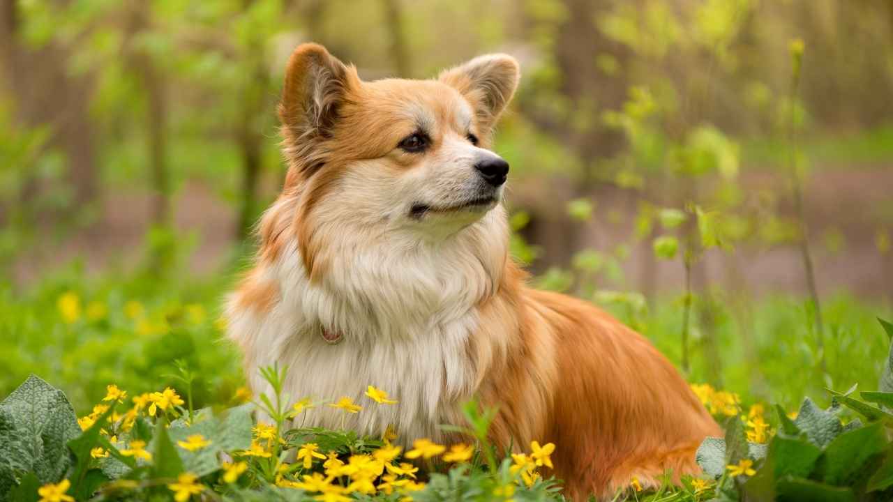 Pembroke Welsh Corgi