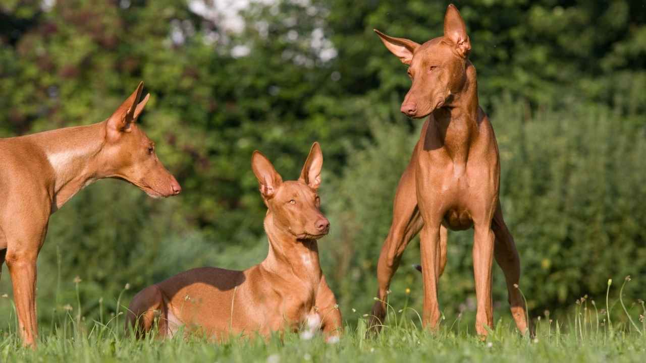 Pharaoh Hound