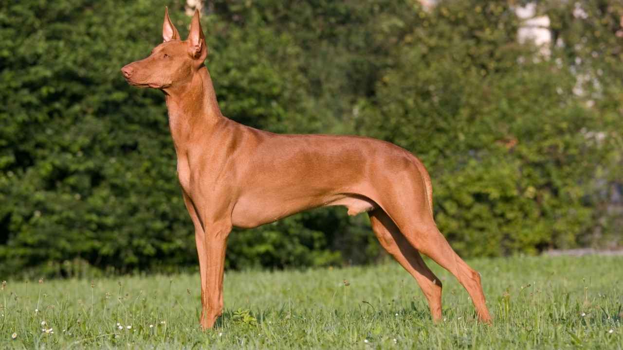 Pharaoh Hound