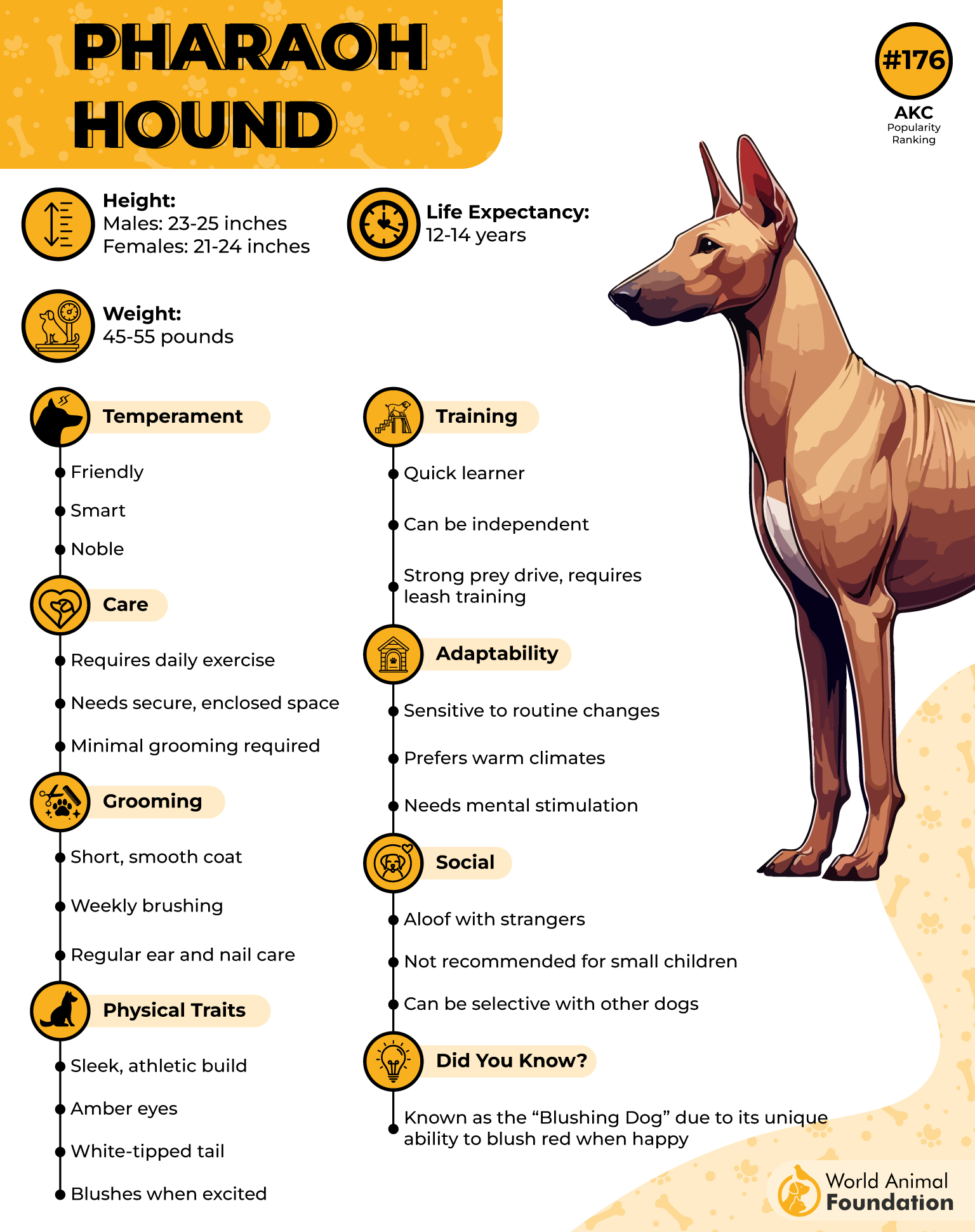 Pharaoh Hound Profile