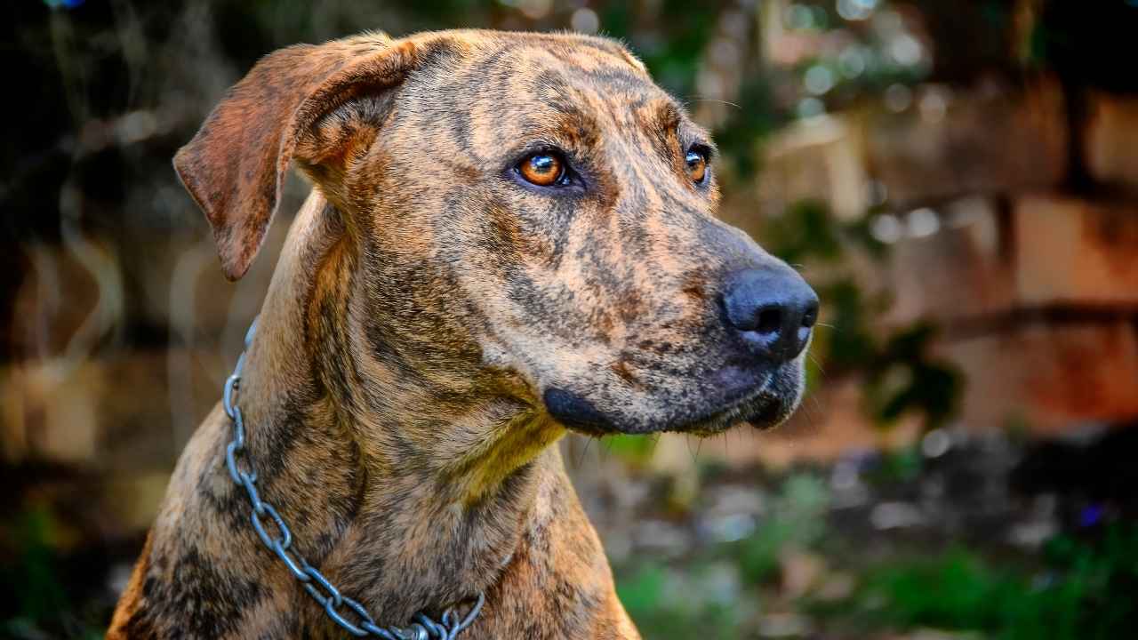 Plott Hound