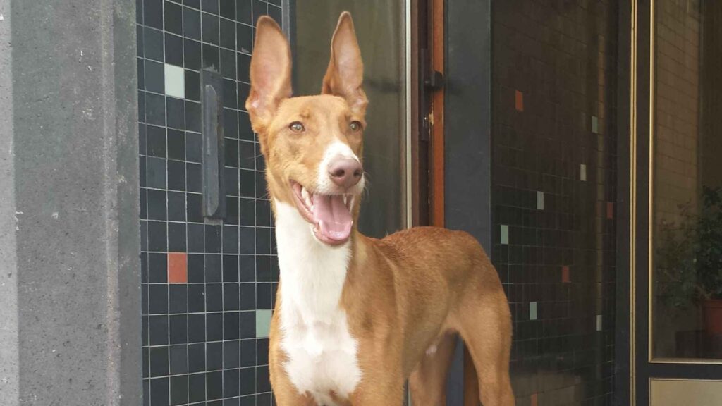 Podenco