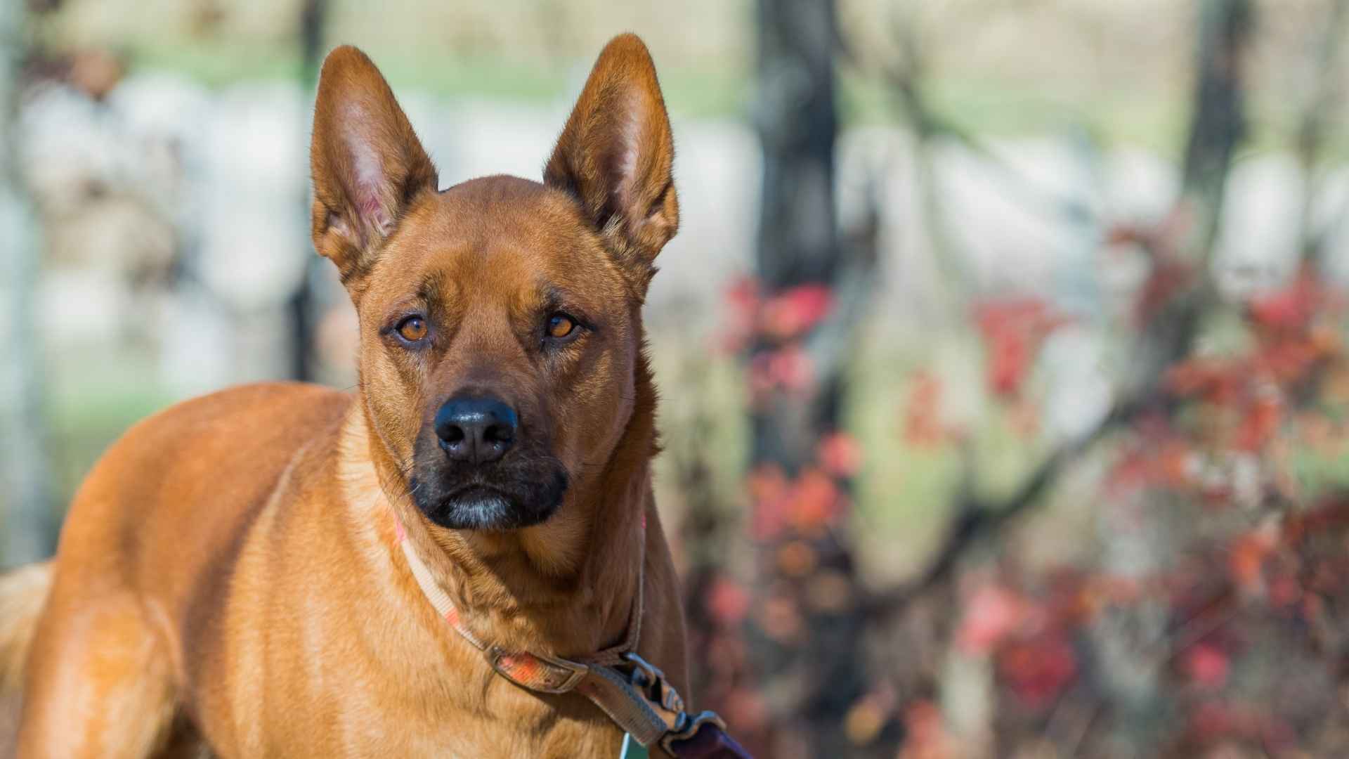 Pointed Ears Dog