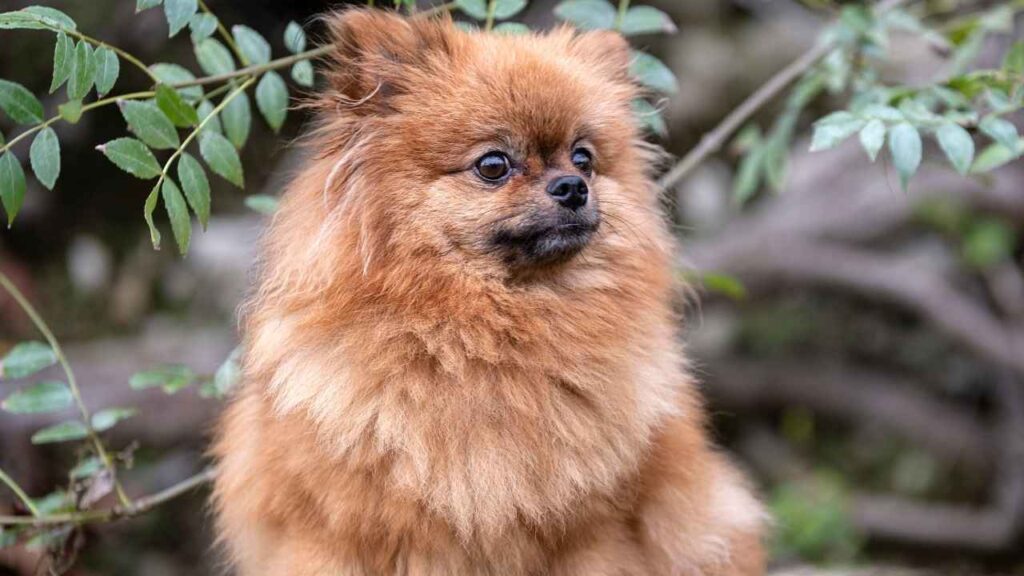 Pomeranian