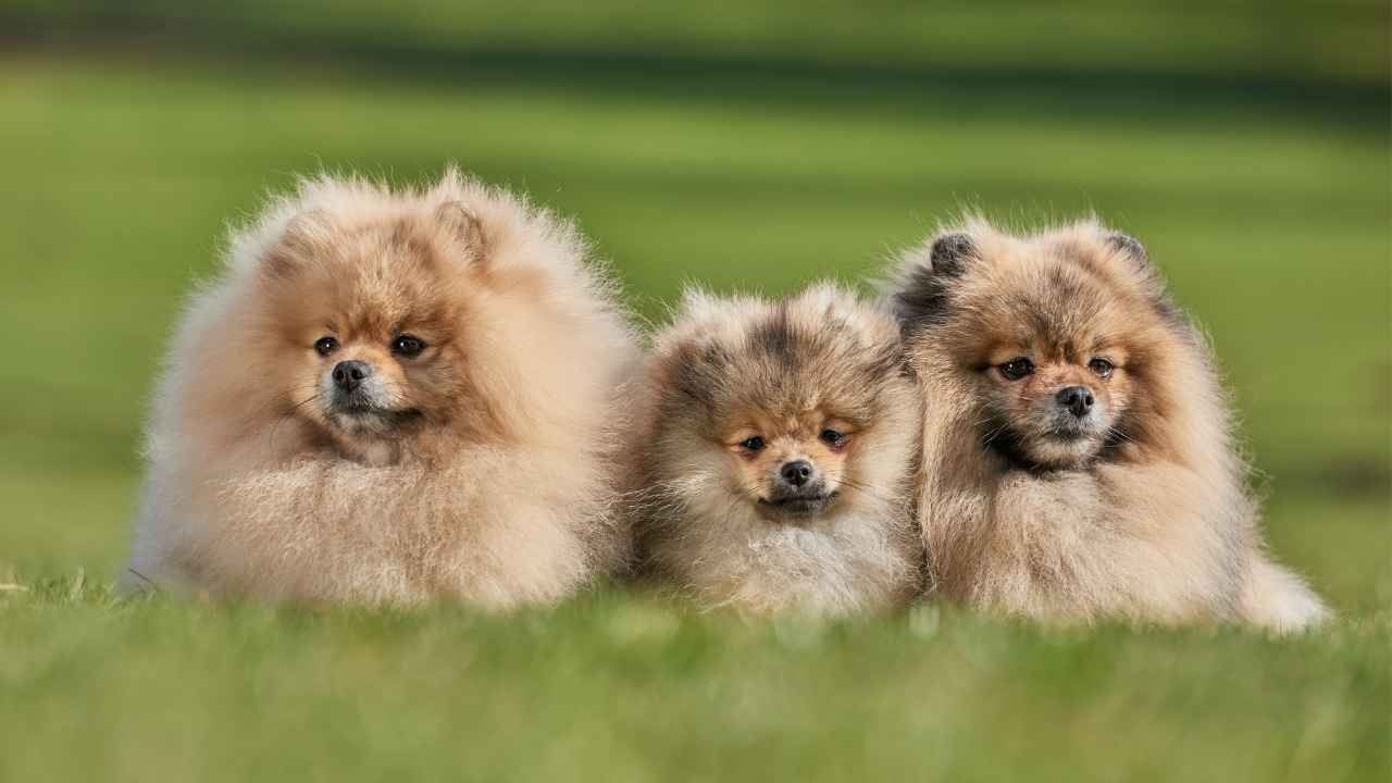 Pomeranian