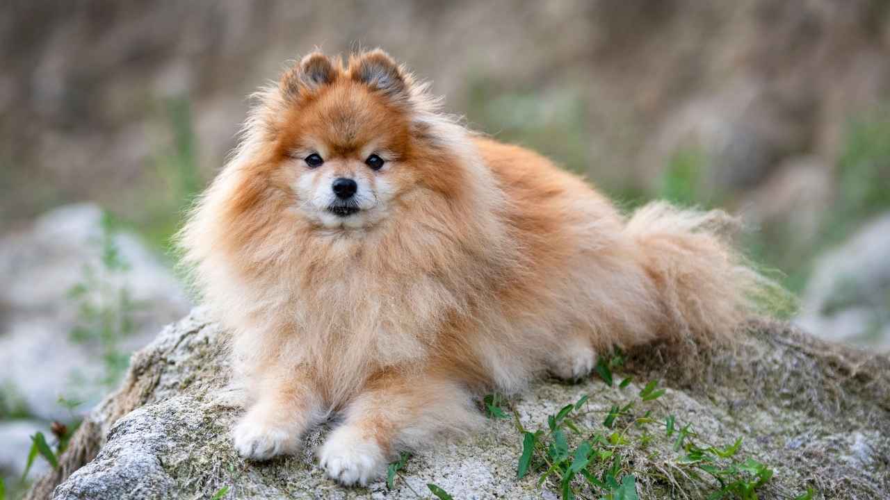 Pomeranian