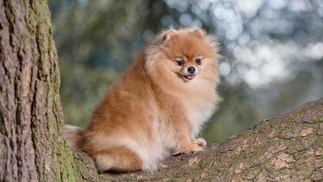 Pomeranian