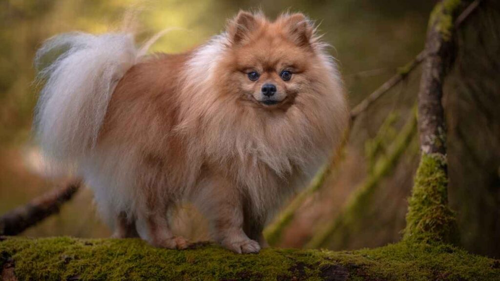 Pomeranians