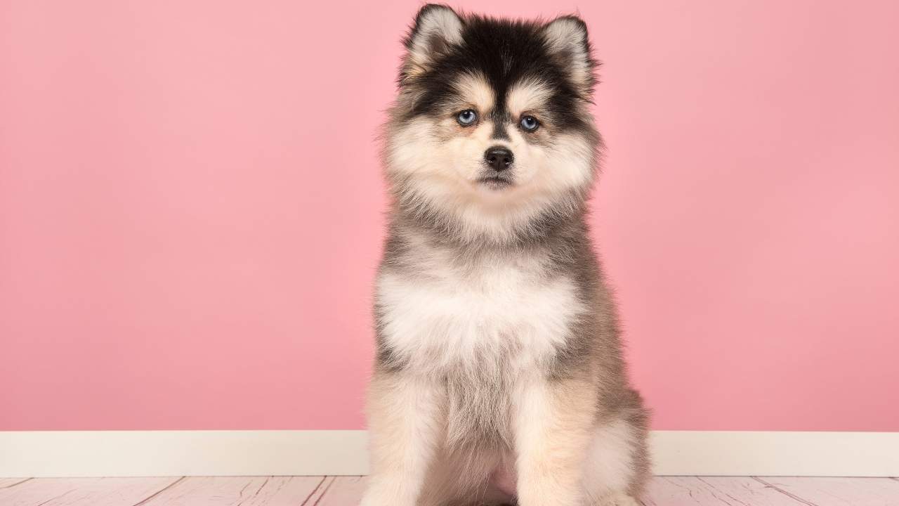 Pomsky