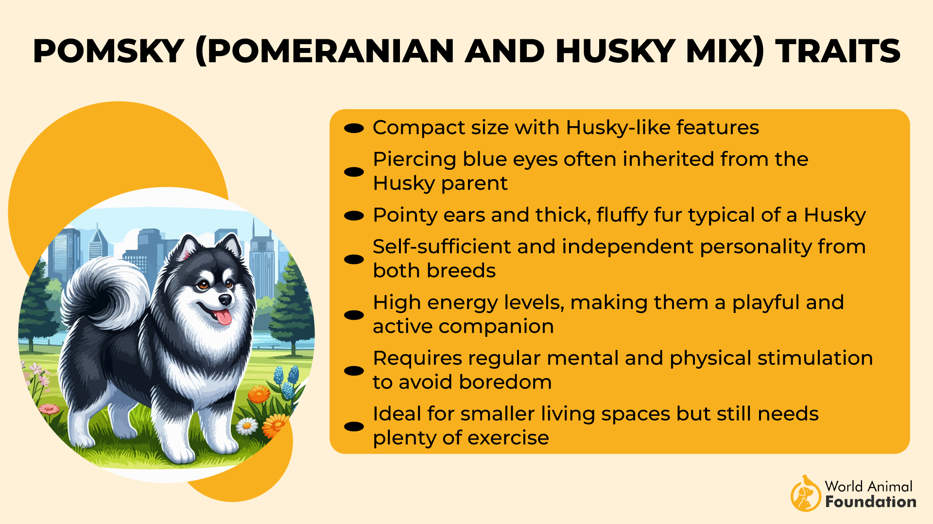 Pomsky (Pomeranian and Husky Mix) Traits-01