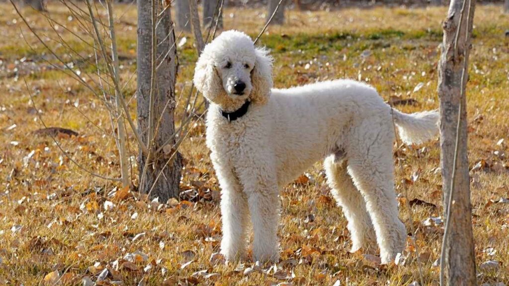 Poodle