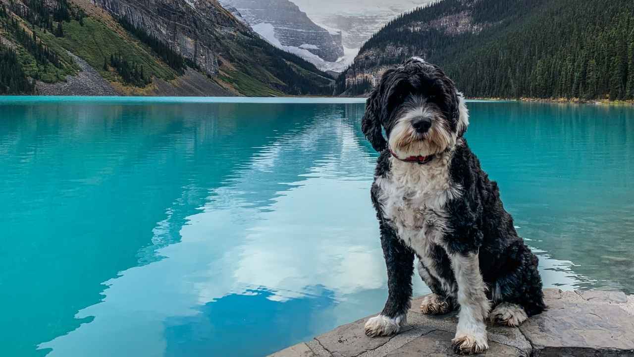 Portuguese Water Dog