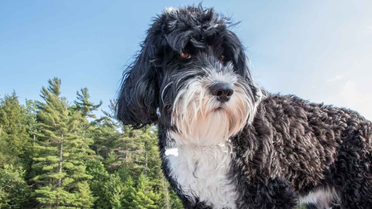 Portuguese Water Dog