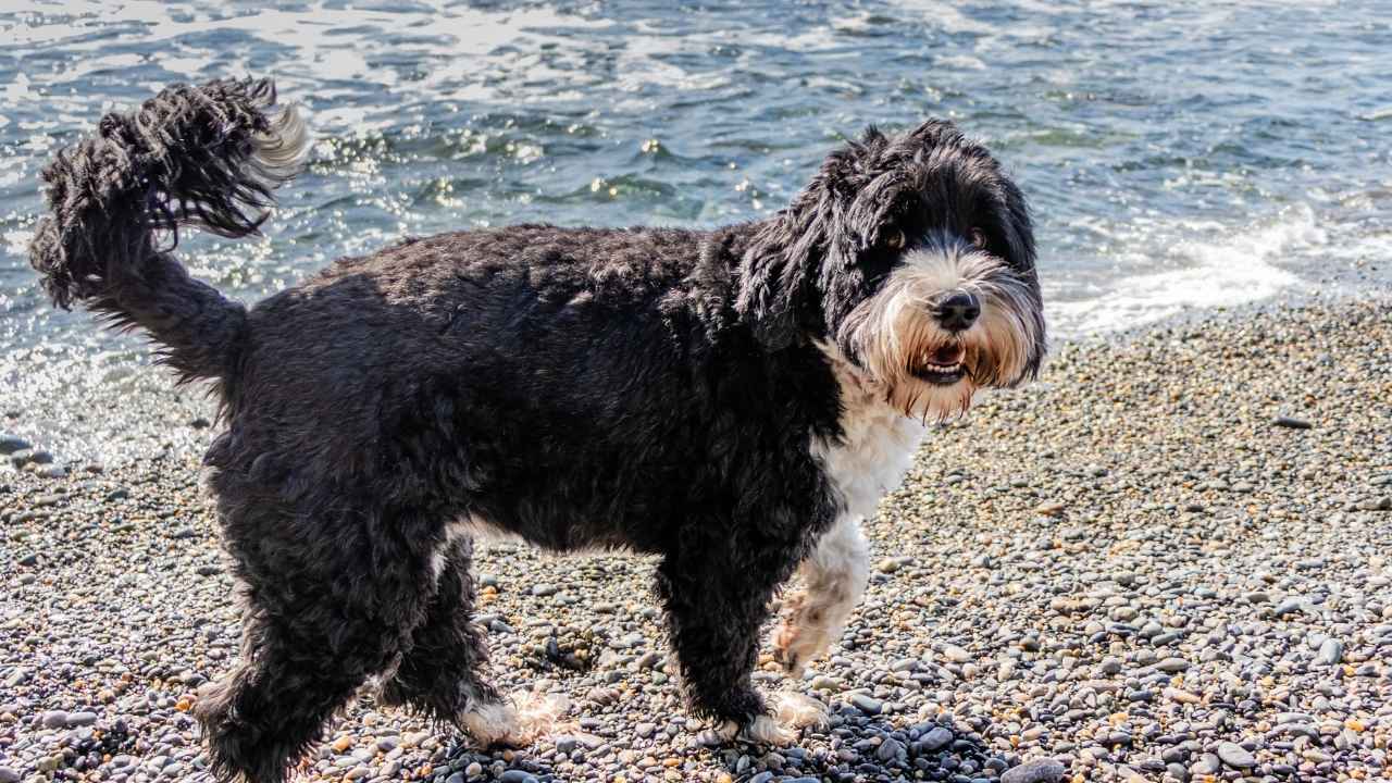 Portuguese Water Dog