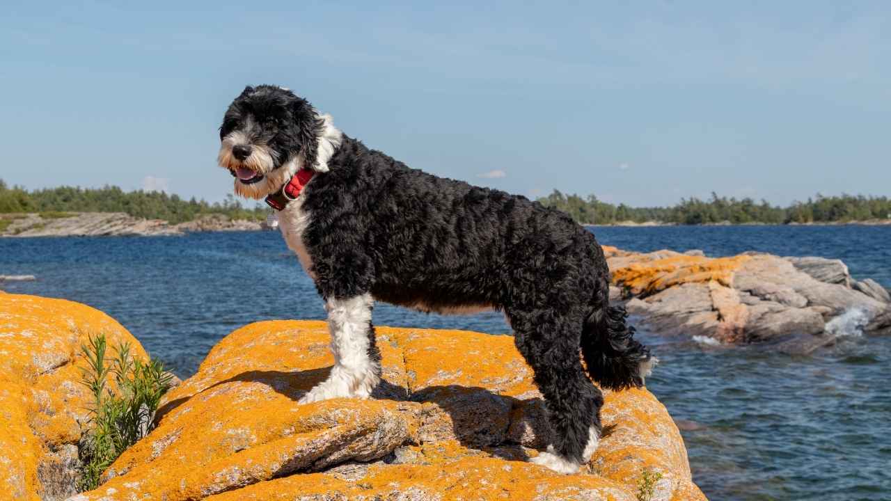 Portuguese Water Dog