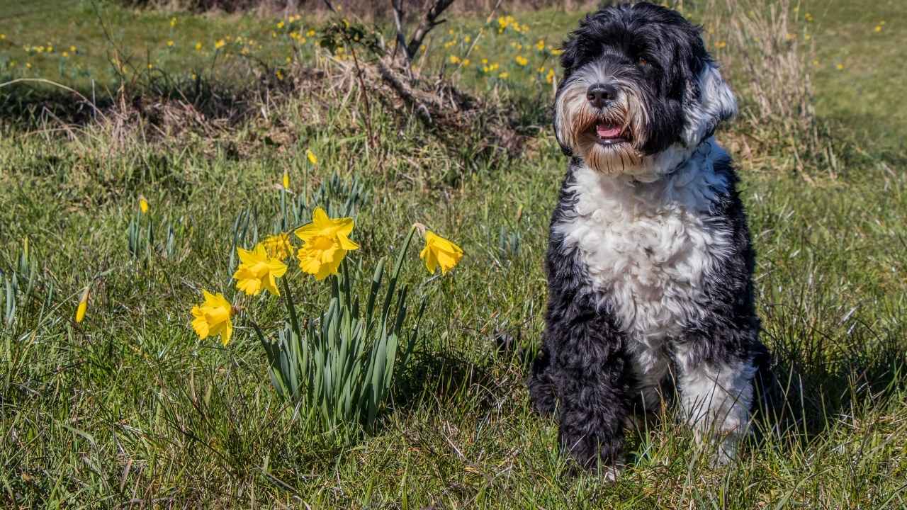 Portuguese Water Dog