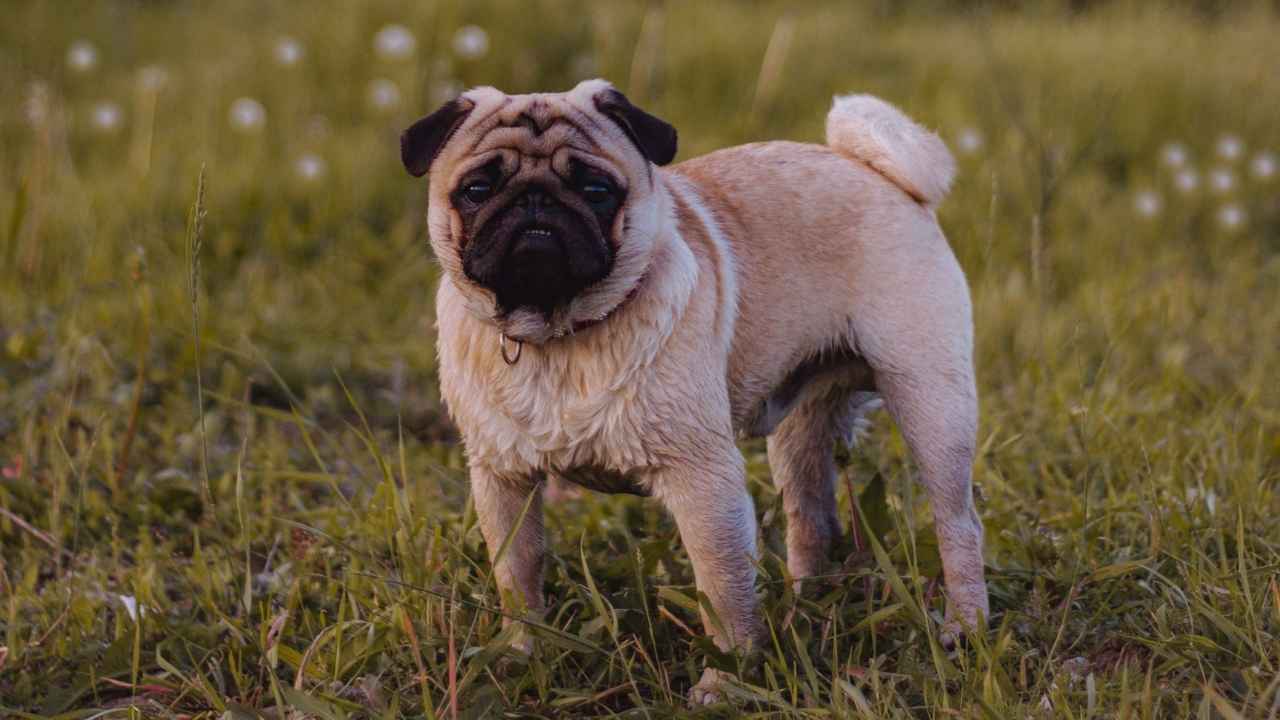 Pug