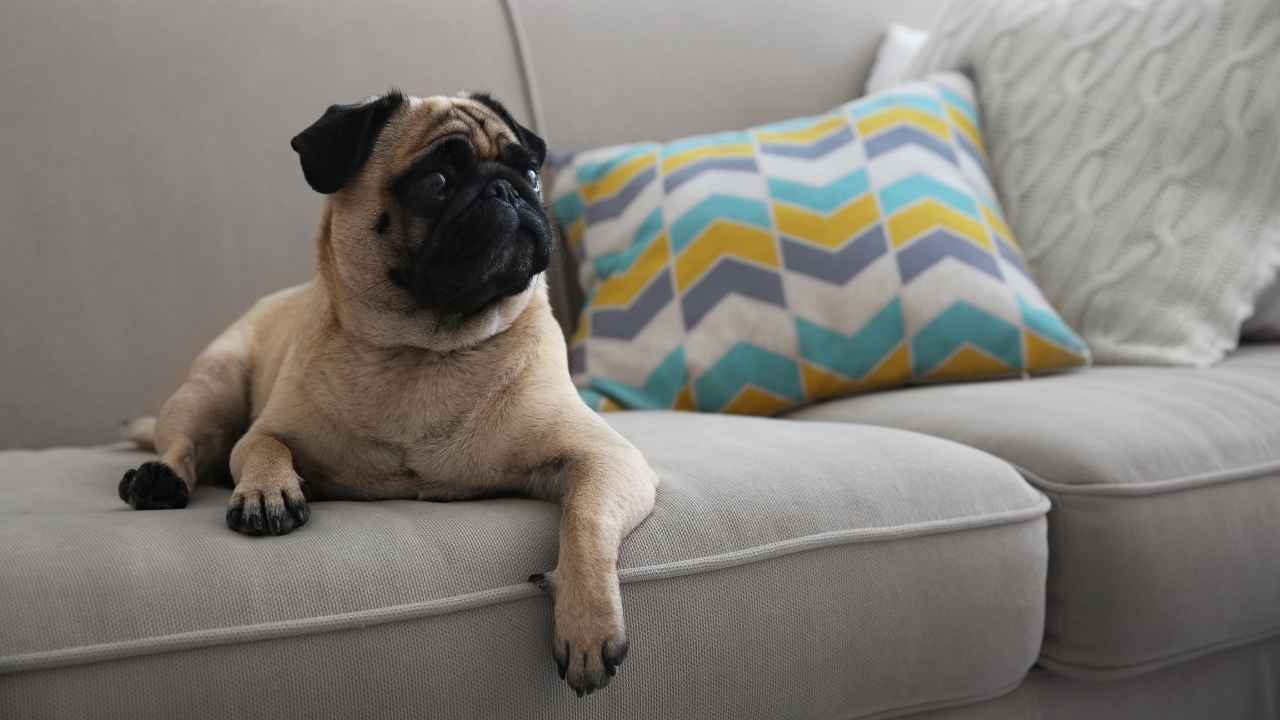 Pug