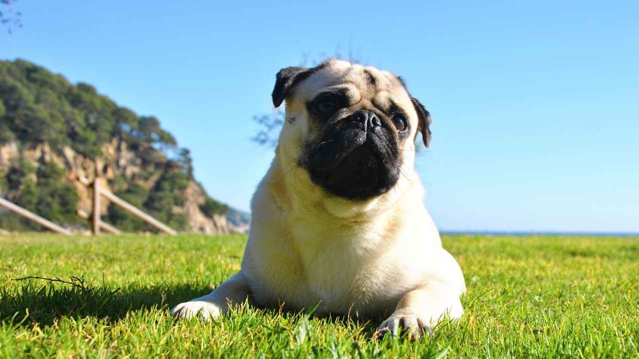 Pug