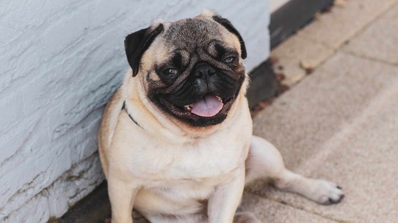 Pug