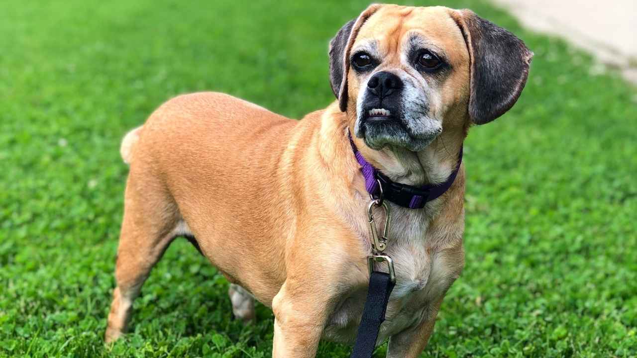 Puggle