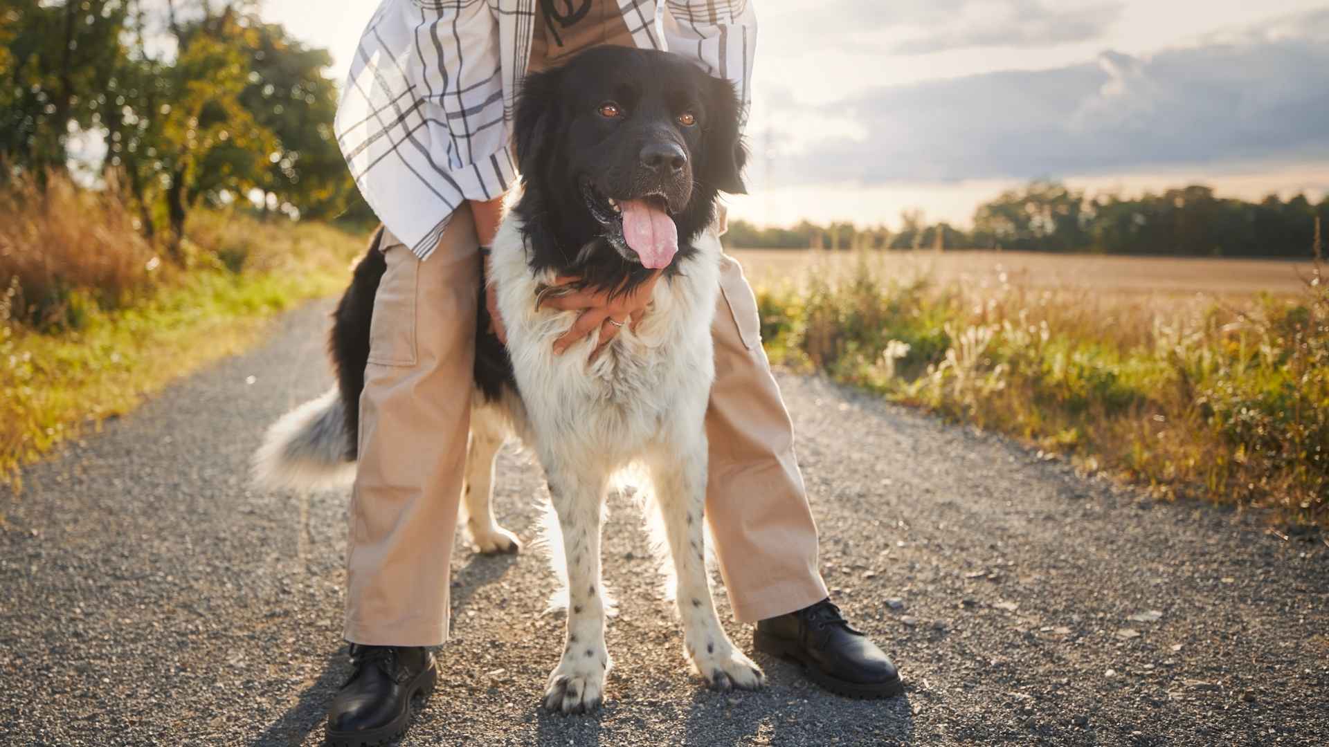 Purebred Large Dog