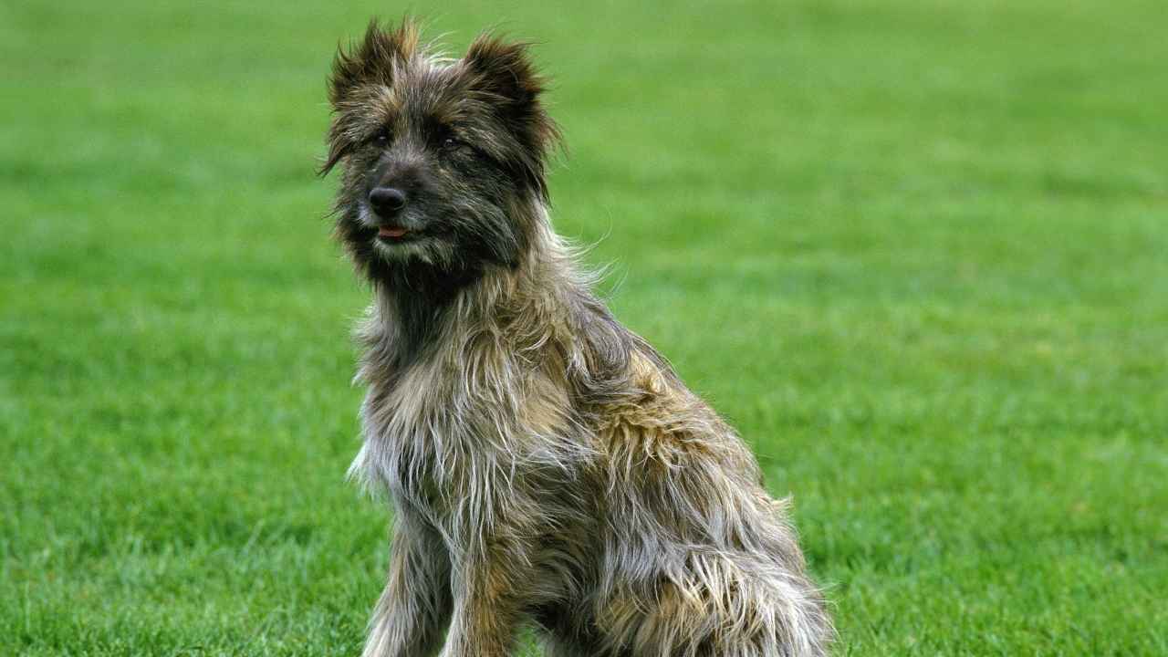 Pyrenean Shepherd