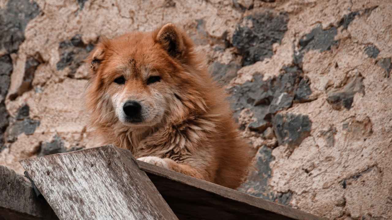 Pyrenean Shepherd