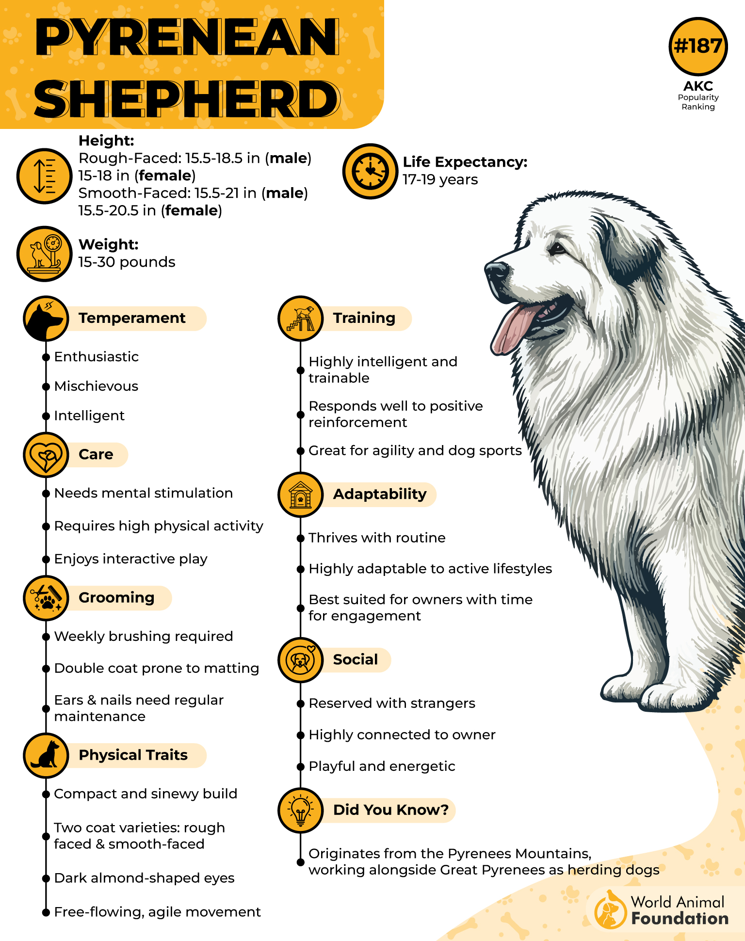 Pyrenean Shepherd Profile