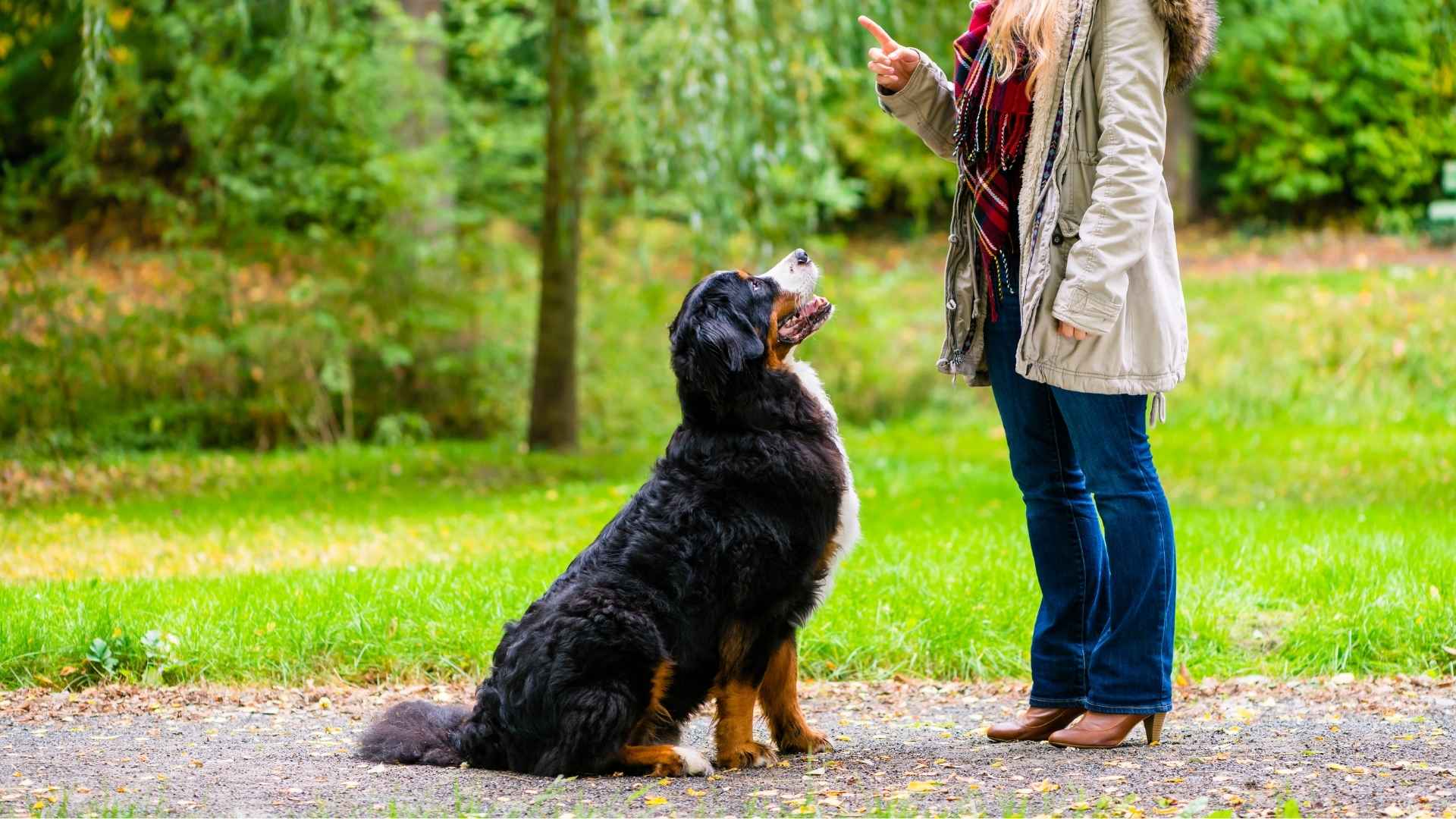 Quick Learning Large Dog