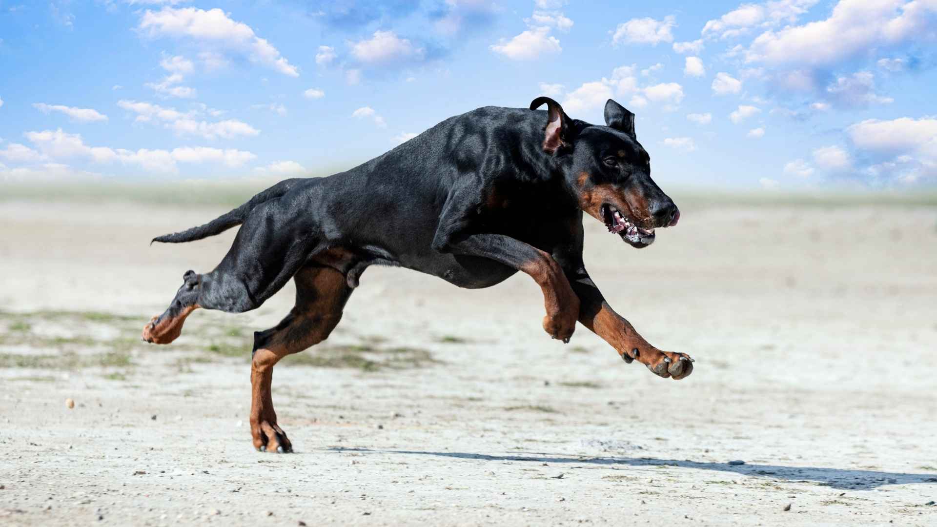 Quickest Dog Breeds with Lightning Fast Speed