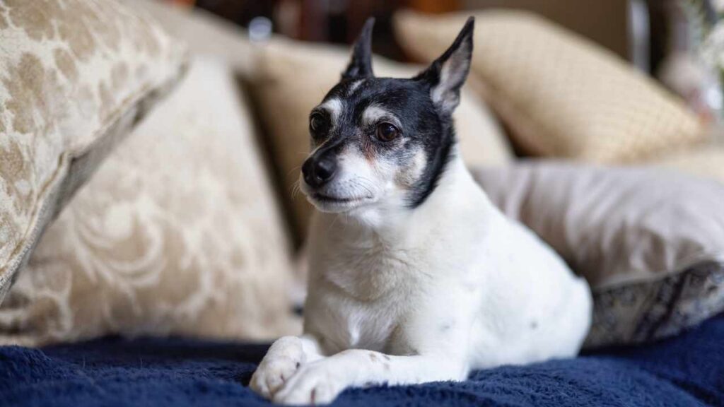 Rat Terrier