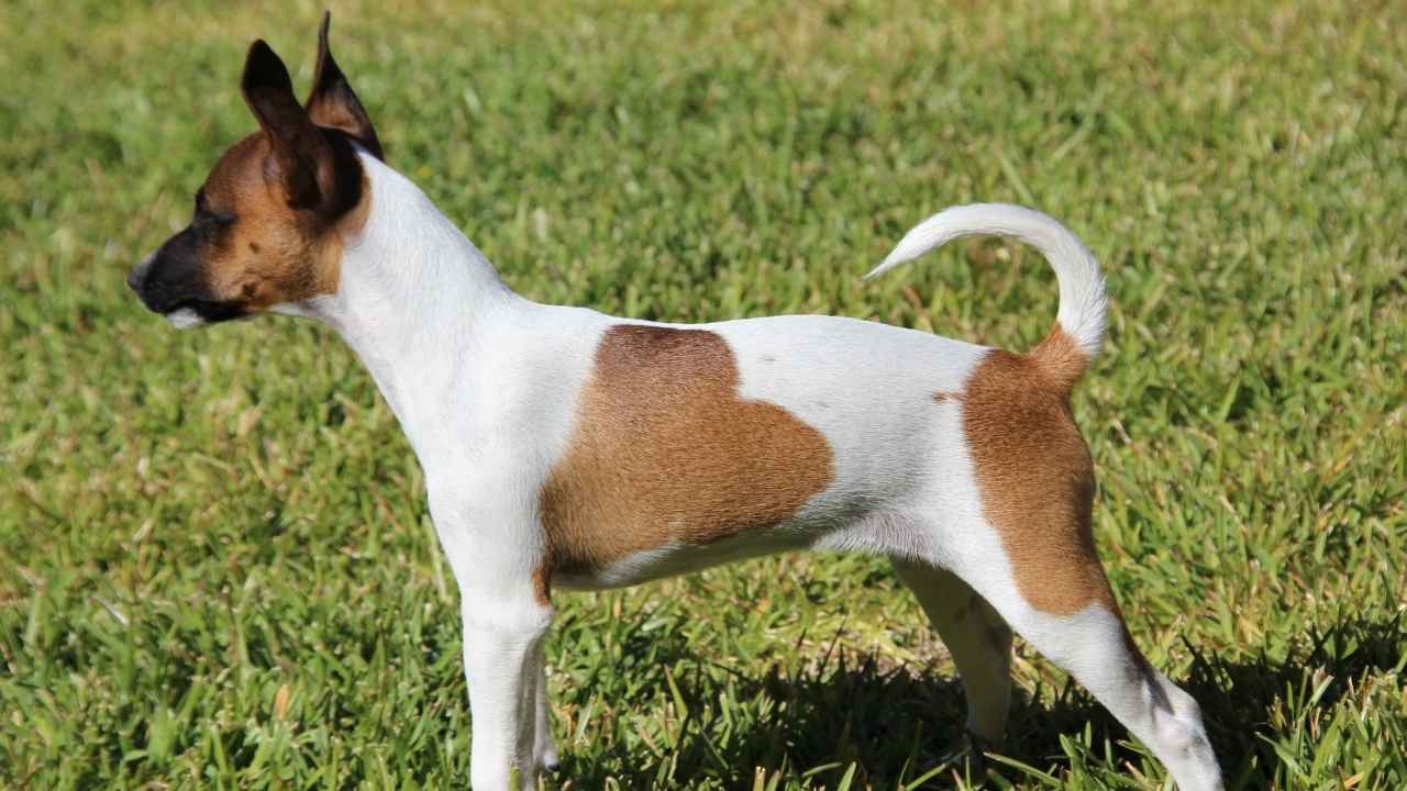 Rat Terrier