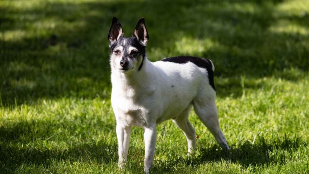 Rat Terrier